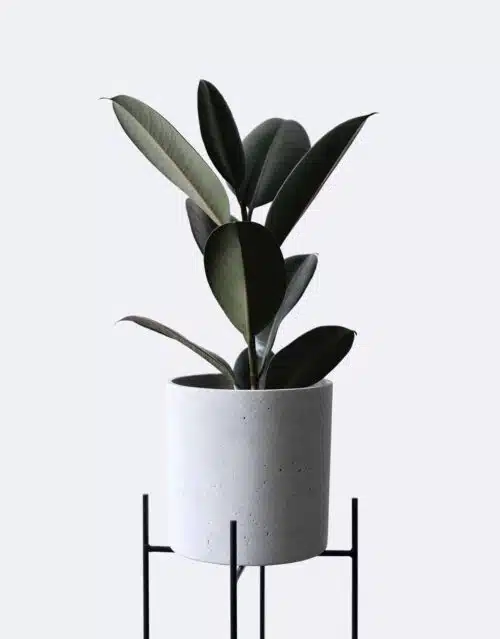 Concrete flower pot