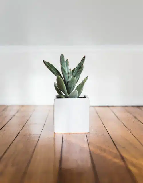 Cactus succulent plant