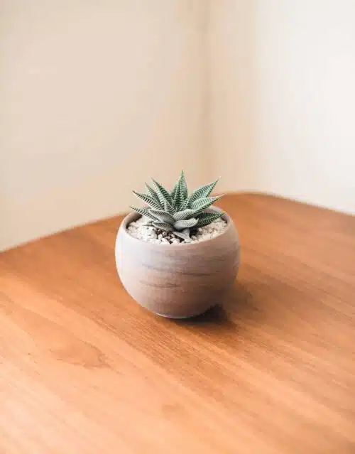 Table succulent plant